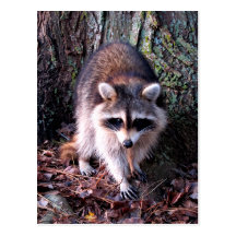 Foto del mapache tarjeta postal