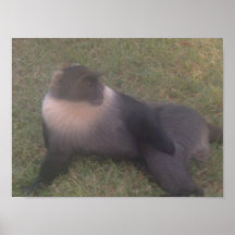 foto del mono para la venta impresiones