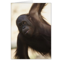 Foto del orangután tarjetas