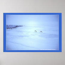 Foto del paisaje del invierno de los gansos de Can Impresiones
