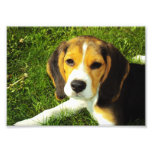 Foto del perrito del beagle