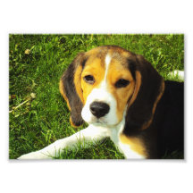 Foto del perrito del beagle