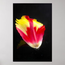 Foto del pétalo del tulipán del loro poster