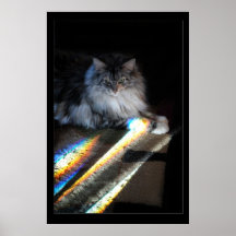Foto del puente del arco iris del gato impresiones