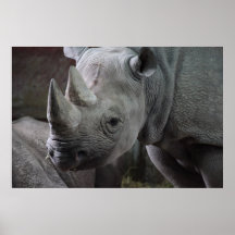 Foto del rinoceronte negro posters