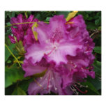 Foto del rododendro