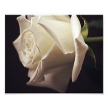 Foto del rosa blanco