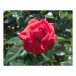 Foto del rosa rojo