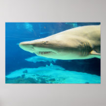 Foto del tiburón poster