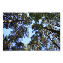 Foto del toldo de bosque del pino