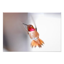 Foto del vuelo del colibrí