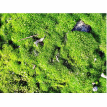 Foto detallada del musgo verde esculturas fotograficas
