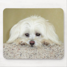Foto dulce de "CODY" LittleMaltese en la parte sup Alfombrilla De Ratón