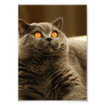 Foto gris del gato