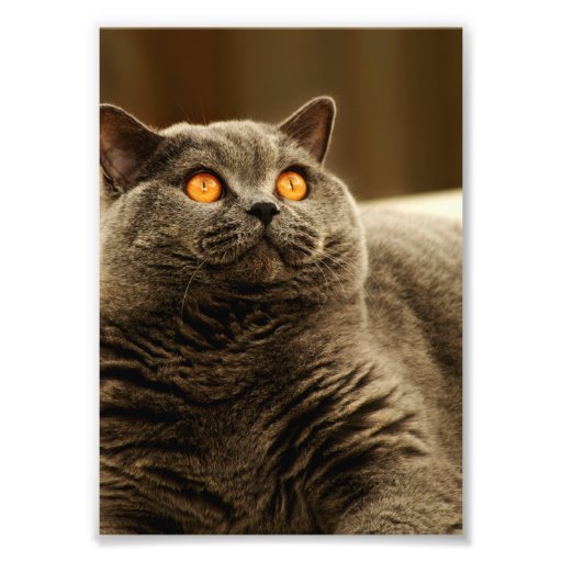 Foto gris del gato