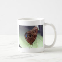 Foto hermosa de la mariposa tazas