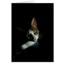 Foto hermosa del gato tarjeta