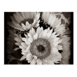 Foto hermosa del ramo del girasol en negro y blanc tarjetas postales