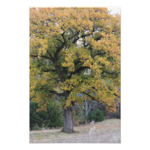 Foto ideal del árbol
