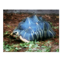 Foto irradiada de la tortuga postales