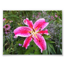 Foto - lirio del Stargazer