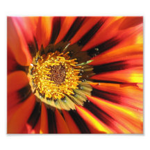 Foto macra de la flor