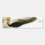 Foto macra de un Seashell Etiqueta De Parachoque