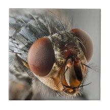 Foto macra de una mosca azulejos cerámicos