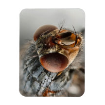 Foto macra de una mosca imanes de vinilo