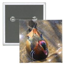 Foto magnífica del pato pin