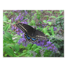 Foto negra del ~ de Swallowtail