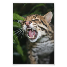Foto - ocelot