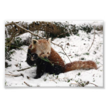 Foto - panda roja 2