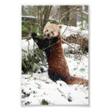 Foto - panda roja