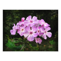 Foto pasada del ~ del Phlox
