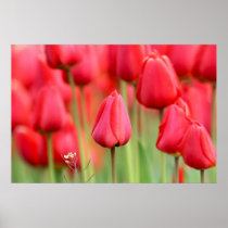 Foto roja de los tulipanes posters