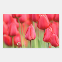 Foto roja de los tulipanes pegatinas