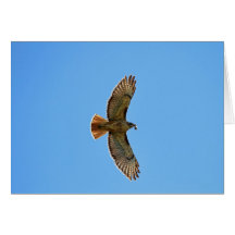 Foto Rojo-Atada del halcón Tarjetas