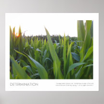 Foto rural de Tassling del campo de maíz Posters