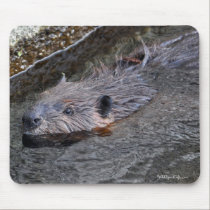 Foto salvaje de la fauna del castor de la natación alfombrillas de raton 