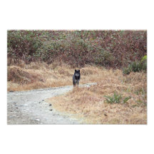 Foto salvaje del lobo