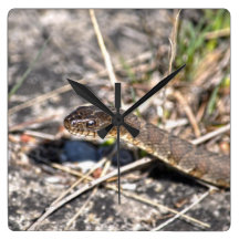 Foto septentrional de la fauna del reptil de la se relojes