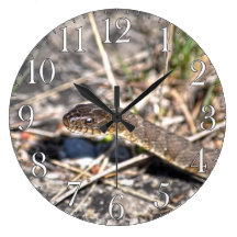 Foto septentrional de la fauna del reptil de la se relojes