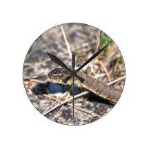 Foto septentrional de la fauna del reptil de la se relojes
