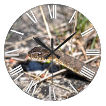 Foto septentrional de la fauna del reptil de la se relojes de pared
