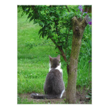 Foto solitaria del ~ del gatito