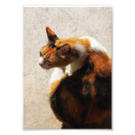 Foto tricolora del gato