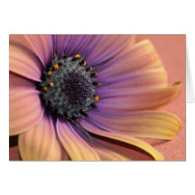 Foto y diseño por Charmaine 112010 Franceses-Allak Tarjetas