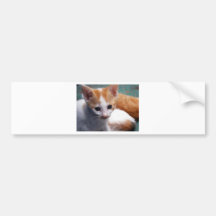 Fotografía anaranjada del gatito pegatina de parachoque