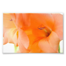 Fotografía anaranjada del primer de las flores de 
